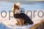93038_Application_image_84933_a34f.jpg