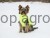 18387_1f5b.jpeg