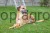 Hunde_Imagedreh__19__d07d.jpg