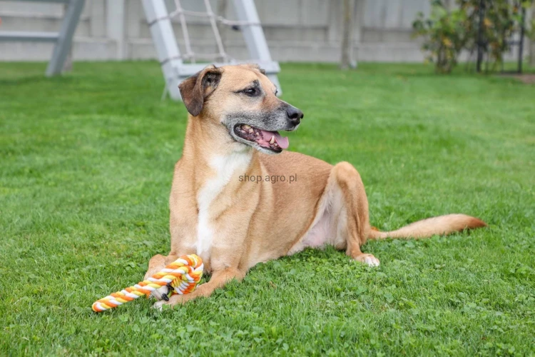 Hunde_Imagedreh__19__d07d.jpg
