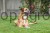 Hunde_Imagedreh__25__c22b.jpg