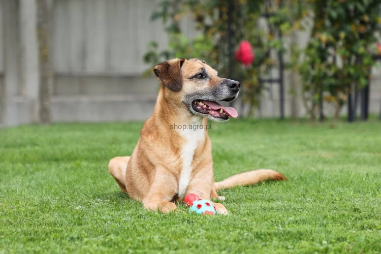 Hunde_Imagedreh__25__c22b.jpg