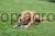 Hunde_Imagedreh__22__b3cb.jpg