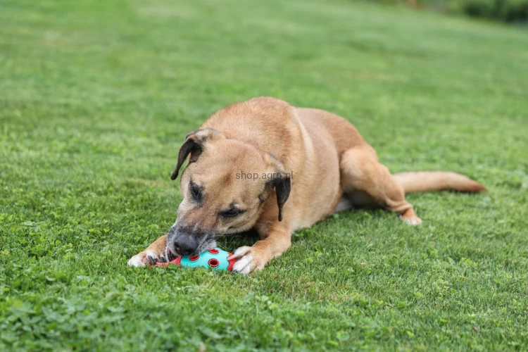 Hunde_Imagedreh__22__b3cb.jpg