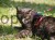 90963_Application_image_83191_f151.jpg