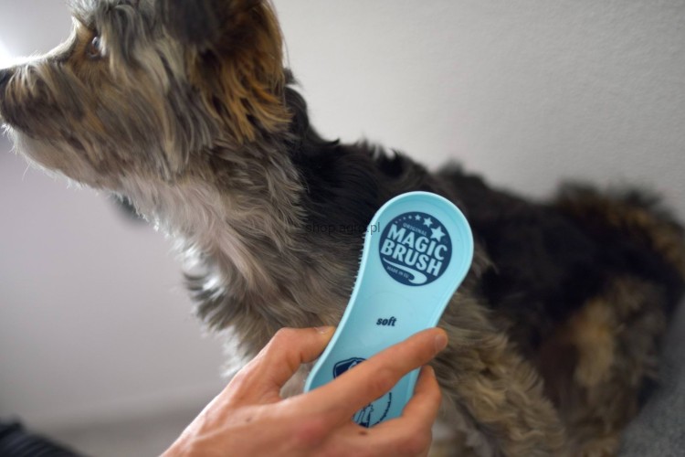 Imagebild_Hund_MagicBrush_Soft_2_bd4c.jpg