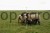 154673_Anwendungsbild__27378_3497.jpg