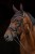 230160_Anwendungsbild__3230472_6b11.jpg