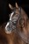 230237_Anwendungsbild__3230199_40f4.jpg