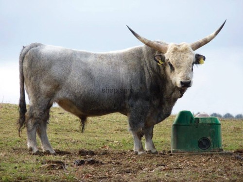 THERMOLAC40GV_bull_MD_ce1d.jpg