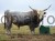 THERMOLAC40GV_bull_MD_ce1d.jpg