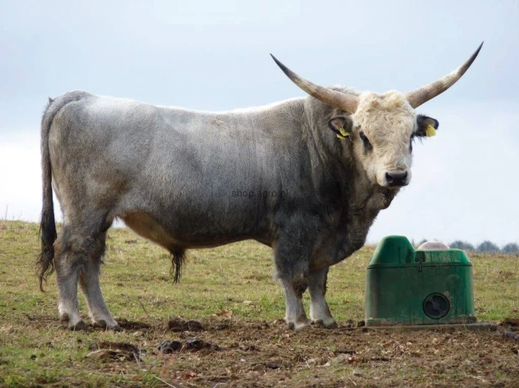 THERMOLAC40GV_bull_MD_ce1d.jpg