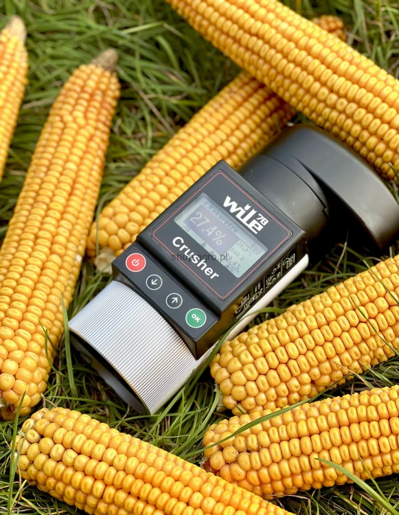 Wile_78_Corn_Harvest_Poland_d65a.JPG